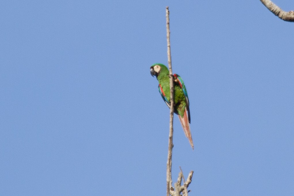 Chestnut-fronted Macaw - Simon Colenutt