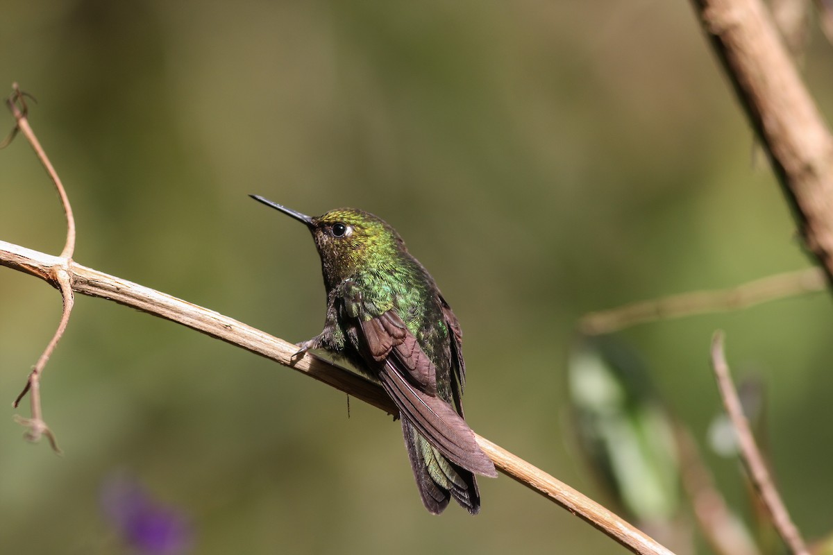 Tyrian Metaltail - Per Smith
