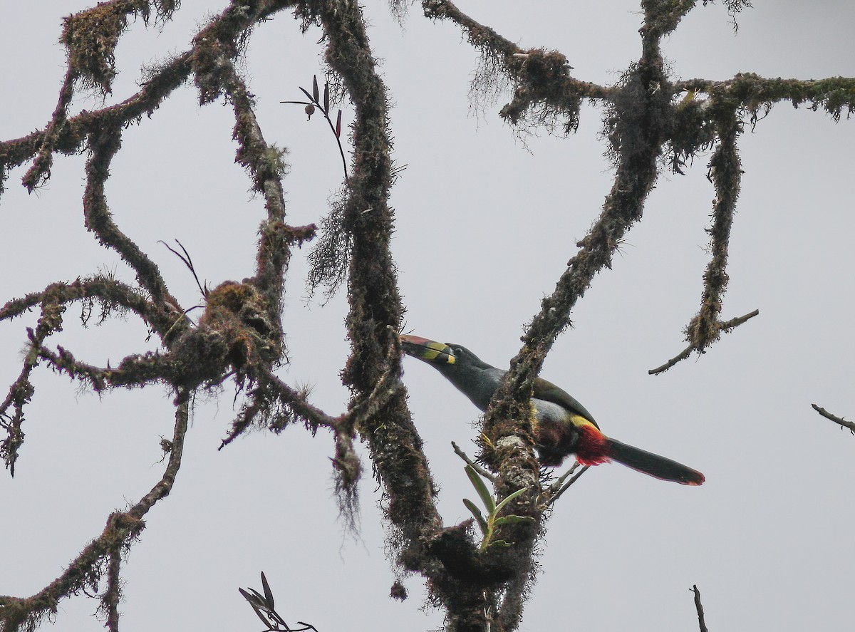 Gray-breasted Mountain-Toucan - ML253316751