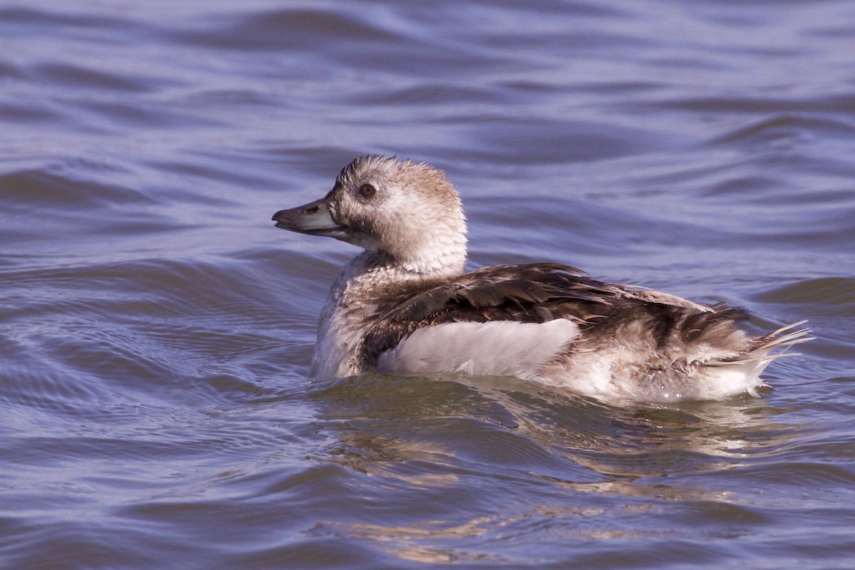 Long-tailed Duck - Jeanne Verhulst