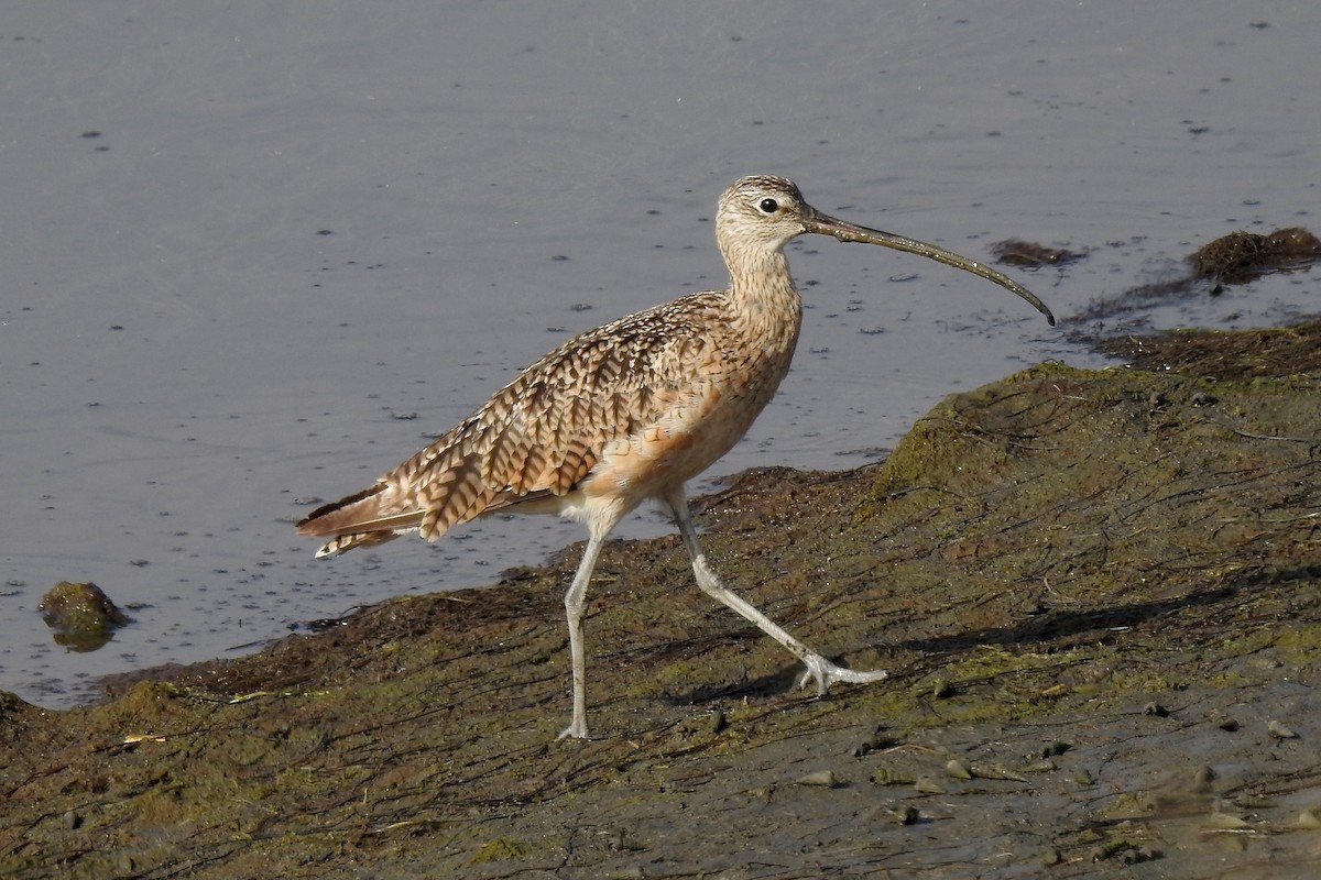 Long-billed Curlew - ML253322541