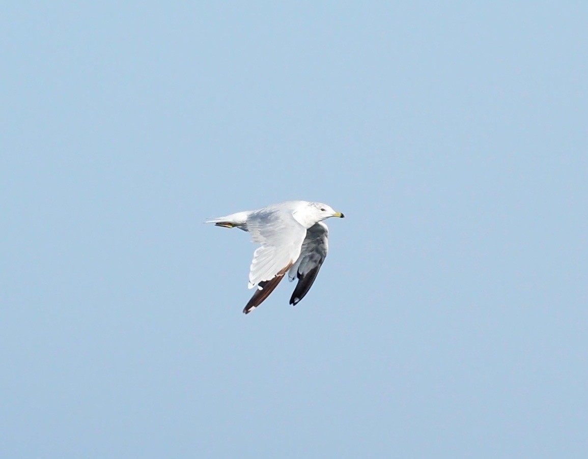 Ring-billed Gull - Thierry Grandmont