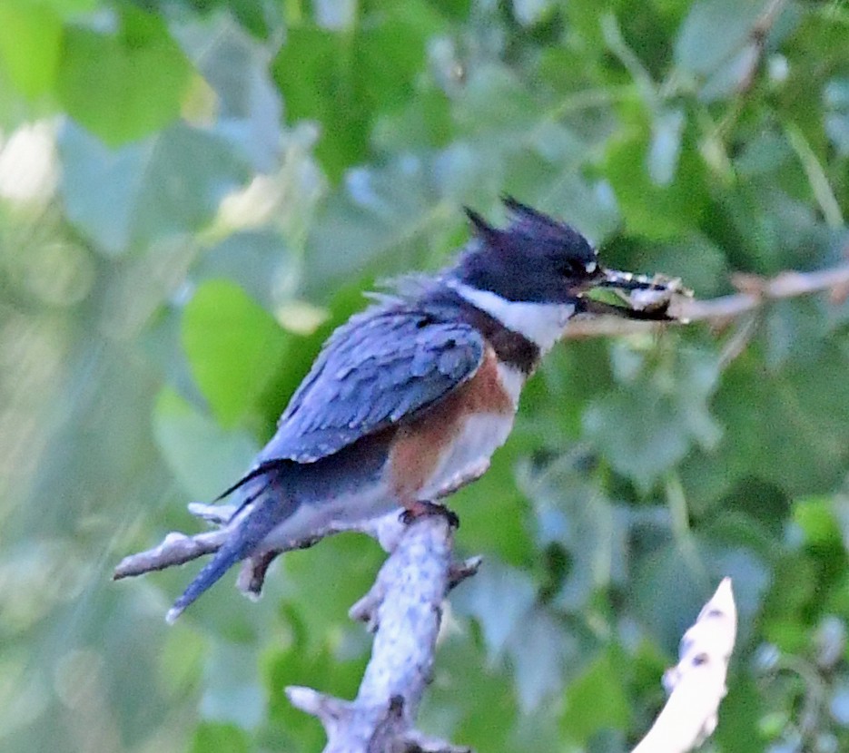 Belted Kingfisher - ML253328261