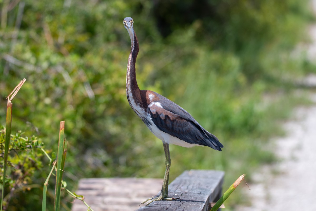 Tricolored Heron - Perry Doggrell