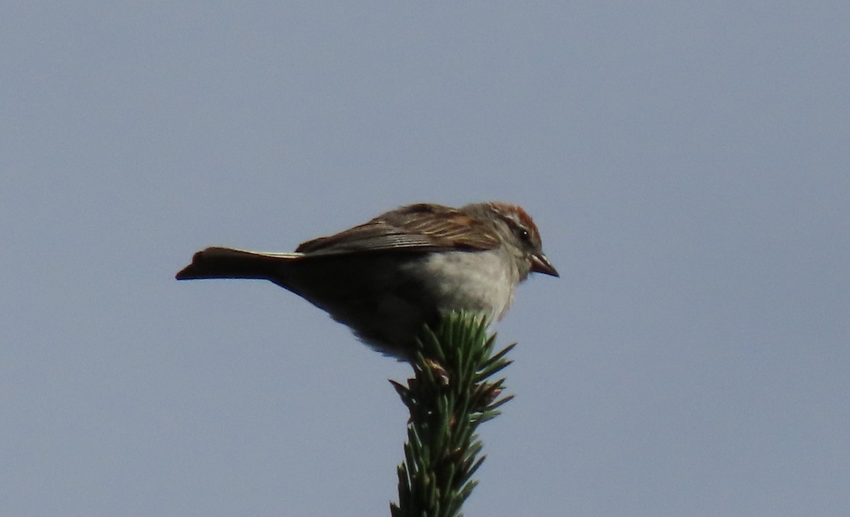 Chipping Sparrow - ML253331971