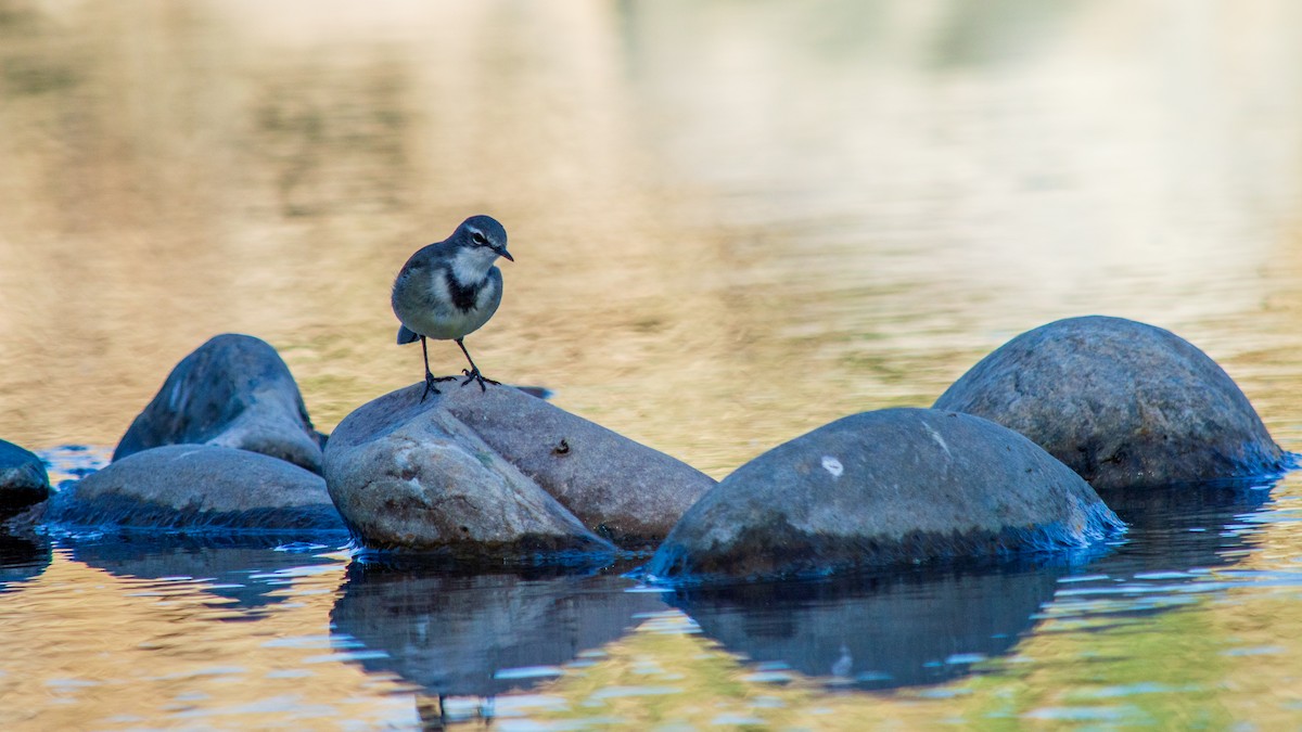 Cape Wagtail - ML253333491
