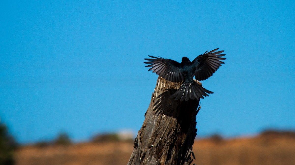 Fork-tailed Drongo - ML253333521