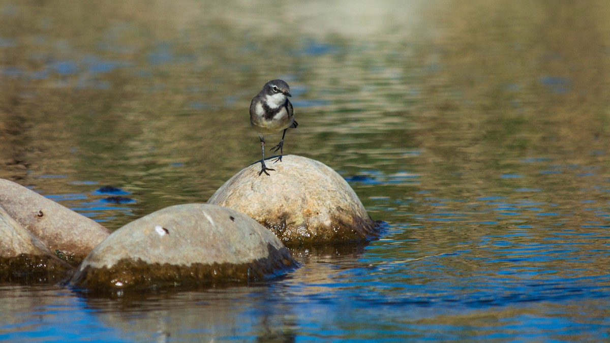 Cape Wagtail - ML253333551