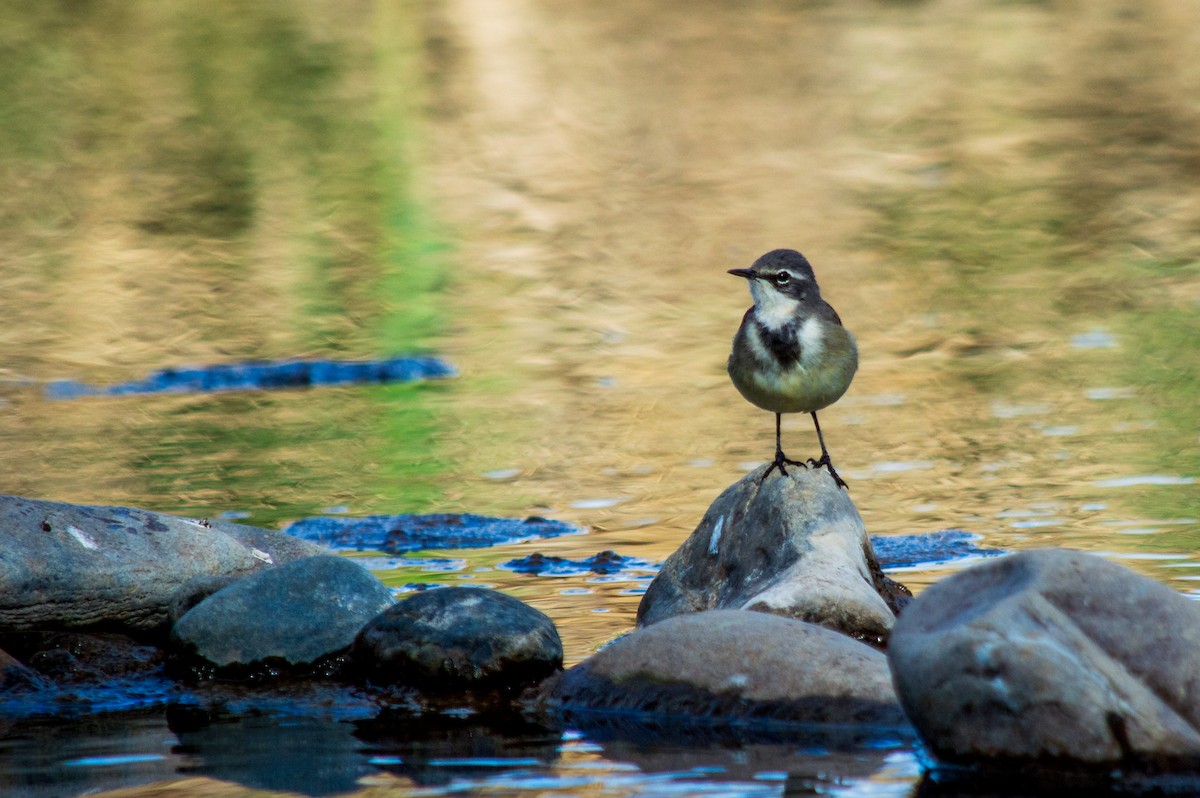 Cape Wagtail - ML253333581