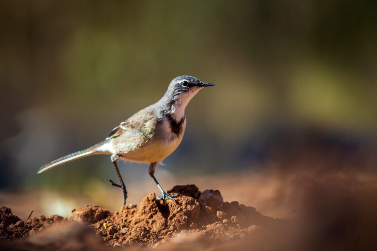 Cape Wagtail - ML253333631