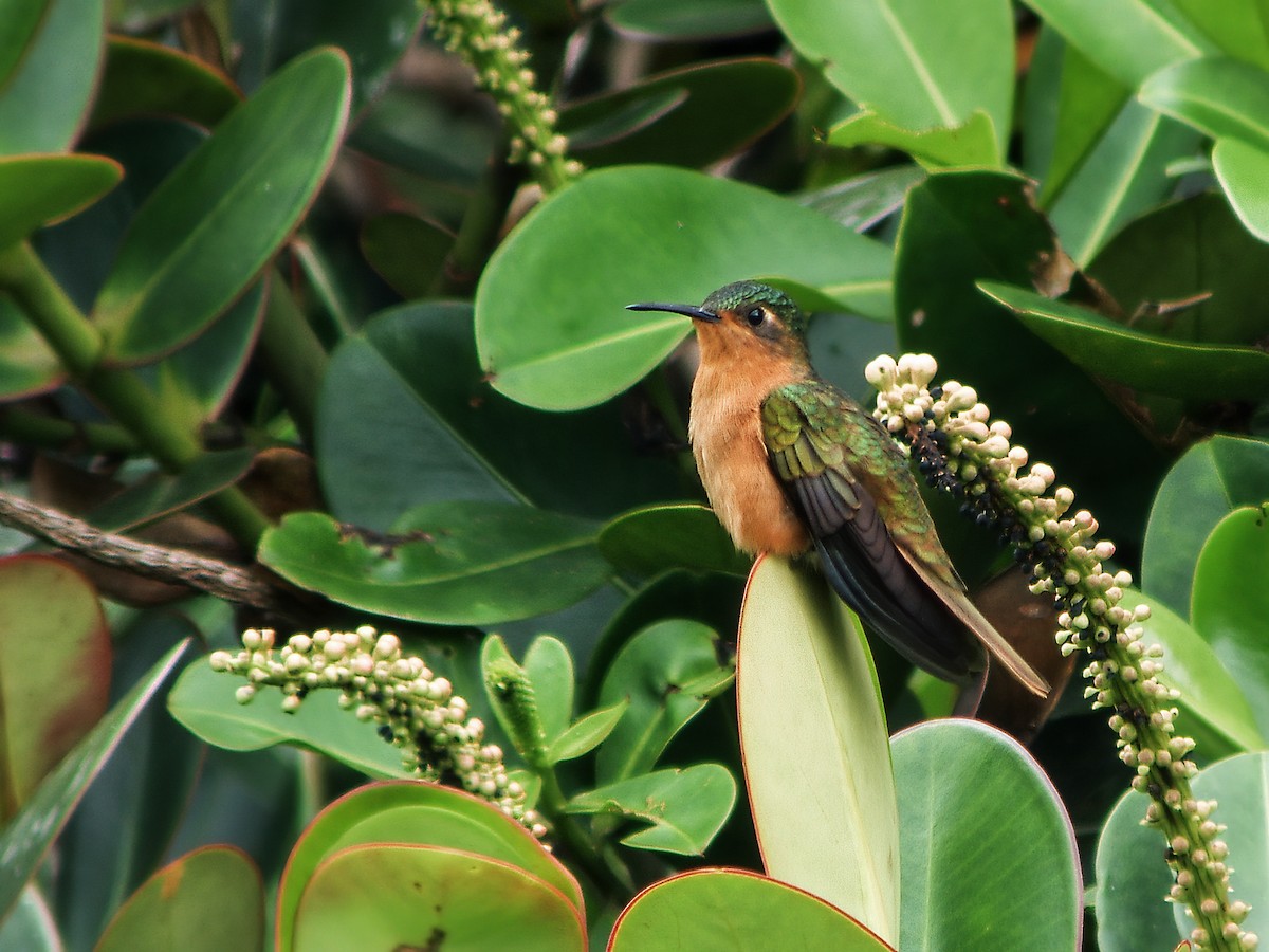 Rufous-breasted Sabrewing - ML253334671