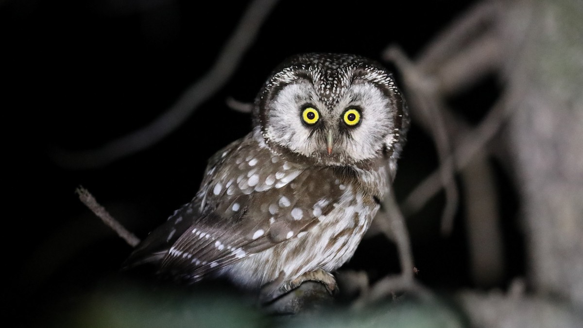 Boreal Owl - Daren O'Brien