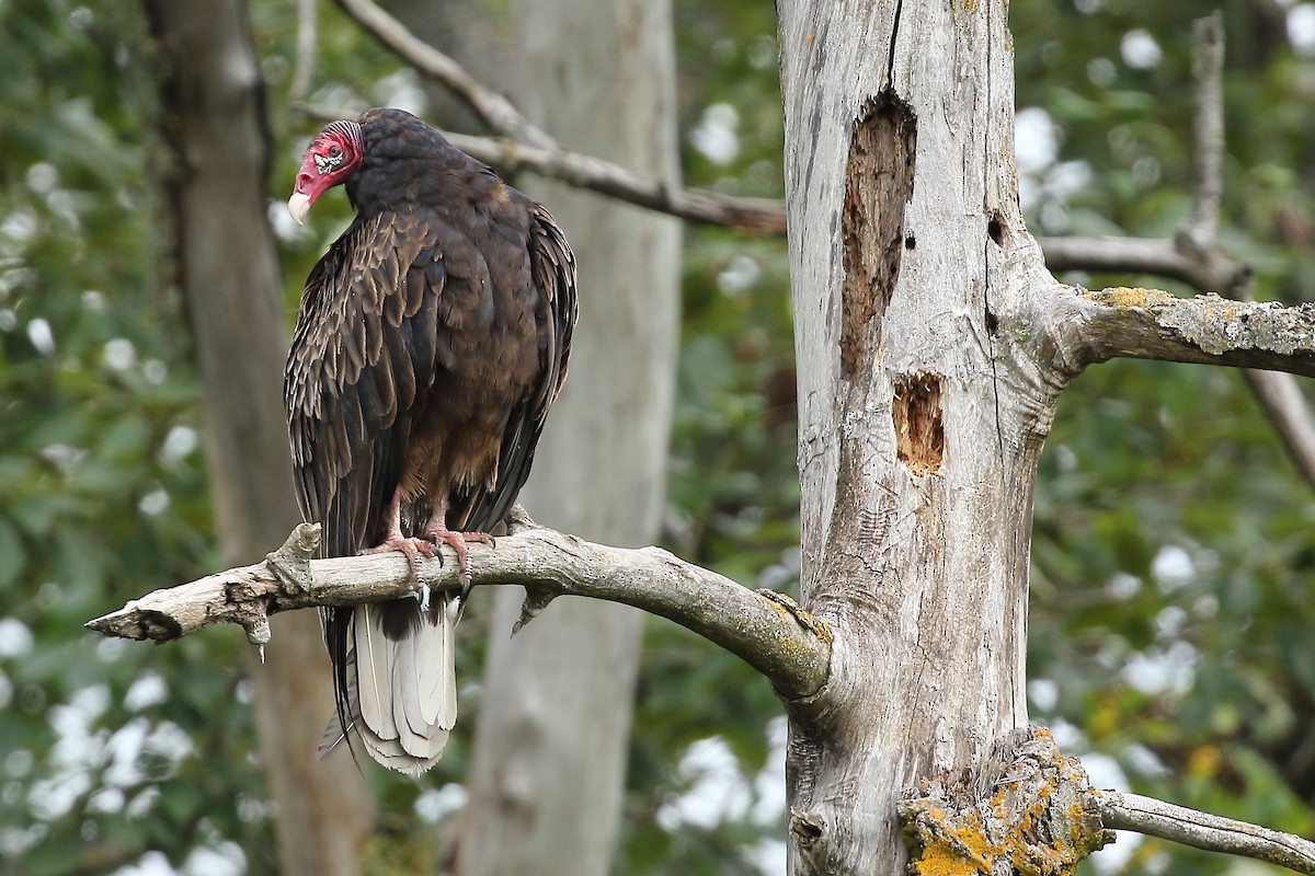 Turkey Vulture - Christopher Escott