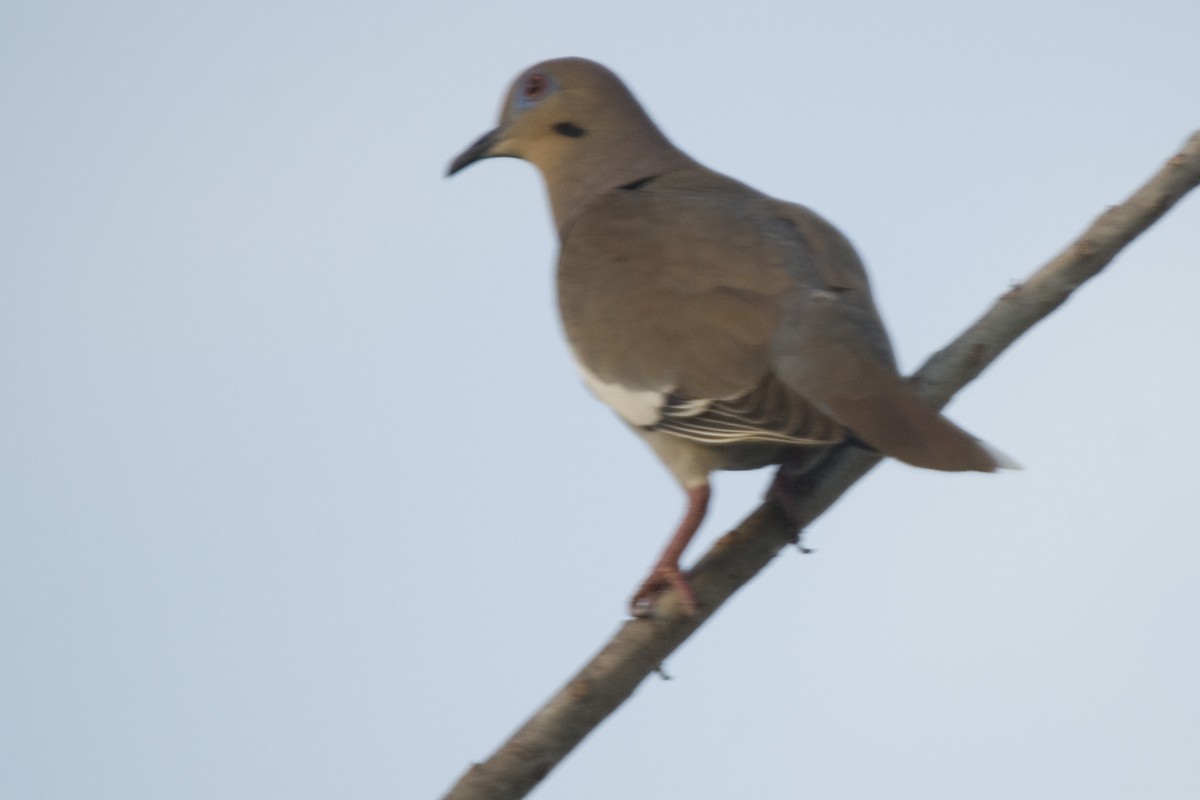 White-winged Dove - ML25333881
