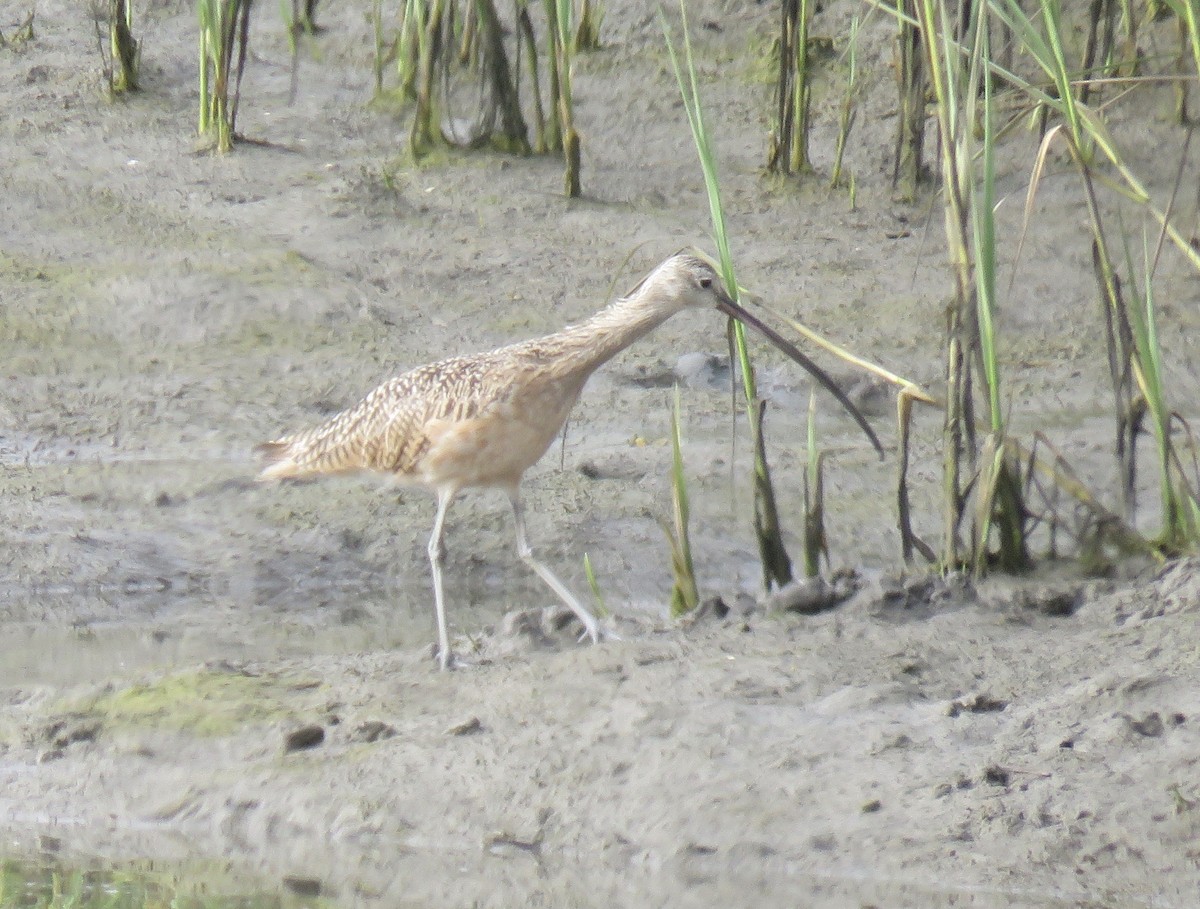 Long-billed Curlew - ML253338851