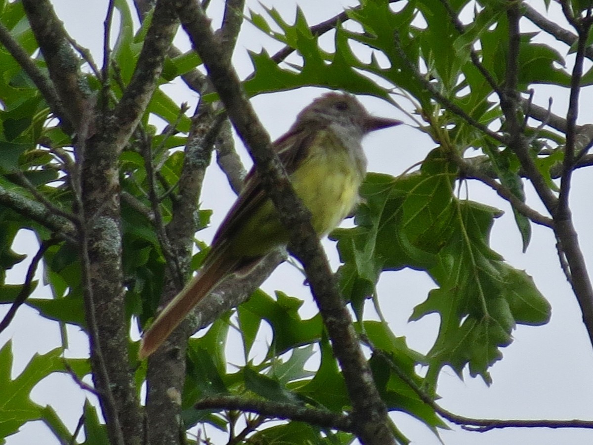 Great Crested Flycatcher - ML253341811