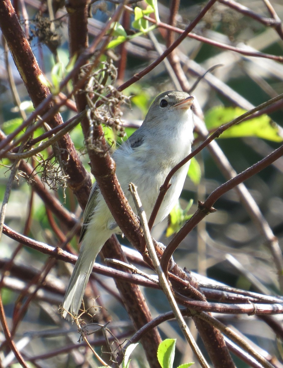 Bell's Vireo (Least) - Thomas Wurster