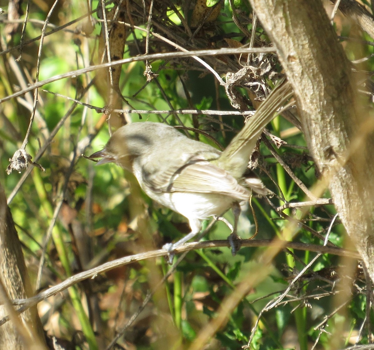 Bell's Vireo (Least) - Thomas Wurster