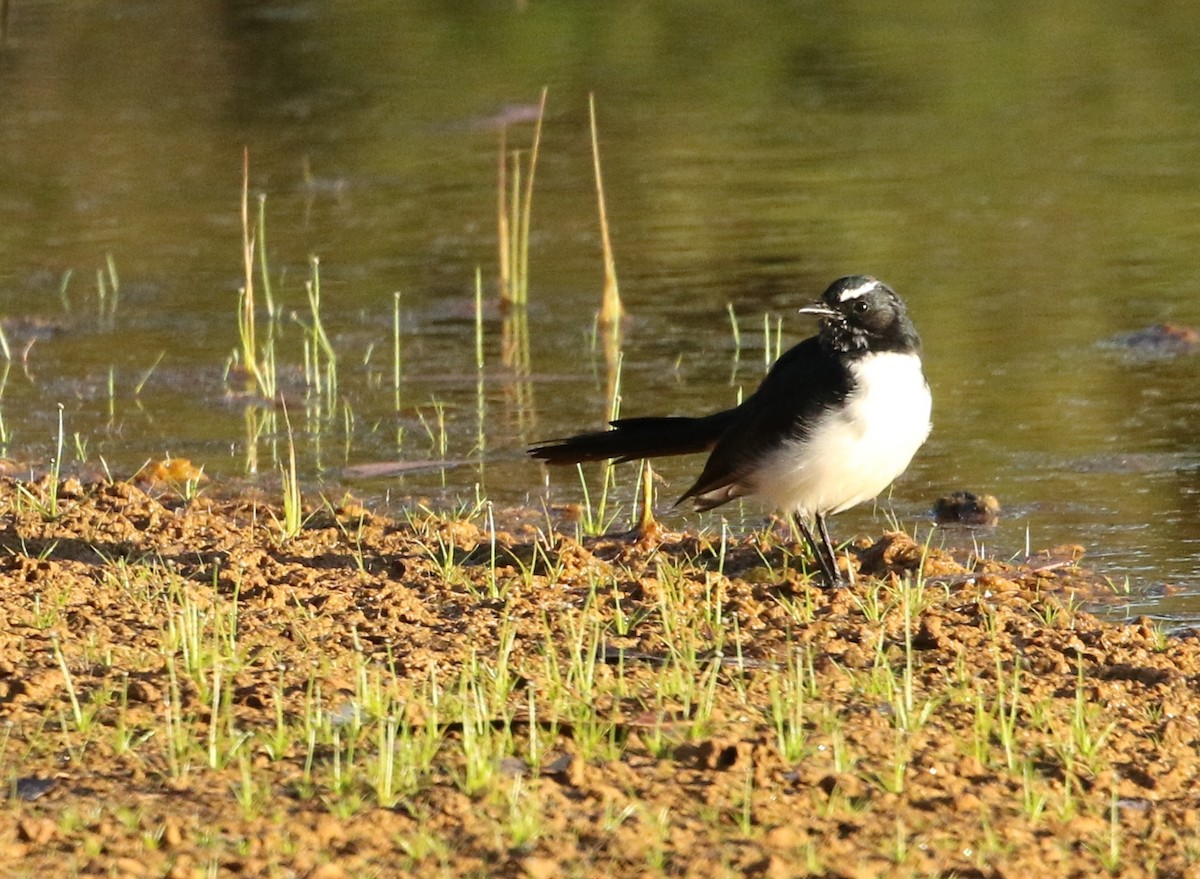 Willie-wagtail - David Ongley