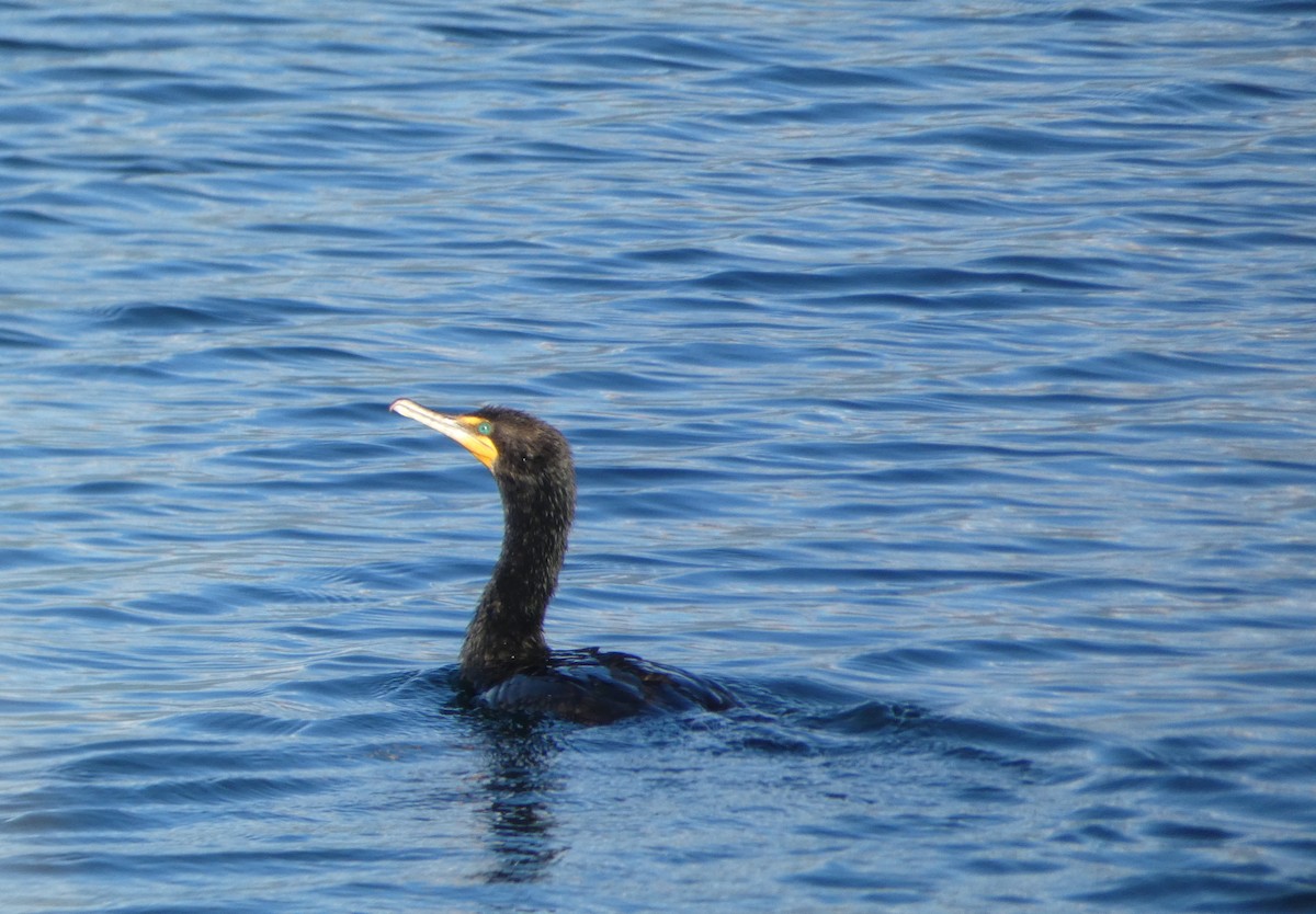 Double-crested Cormorant - Cole Wolf