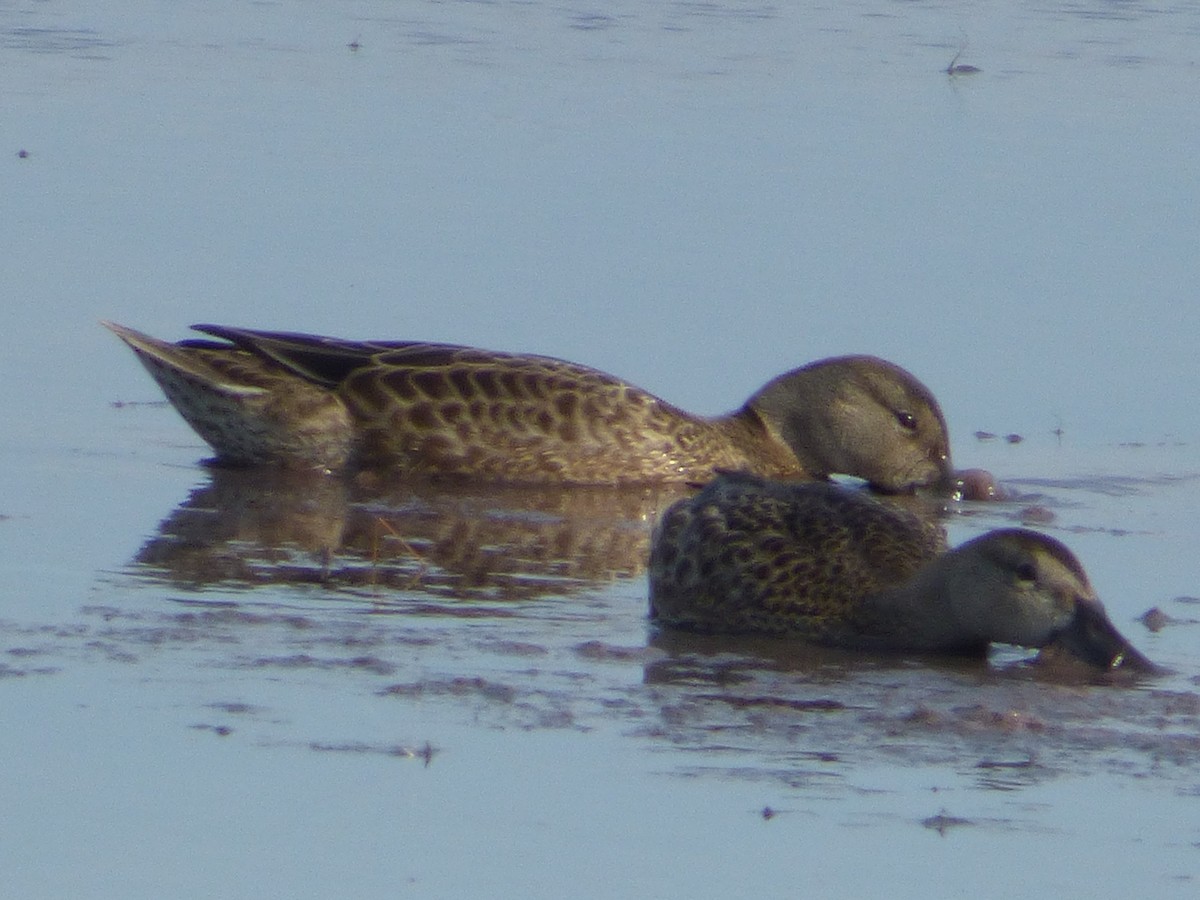 Blue-winged Teal - ML253355051