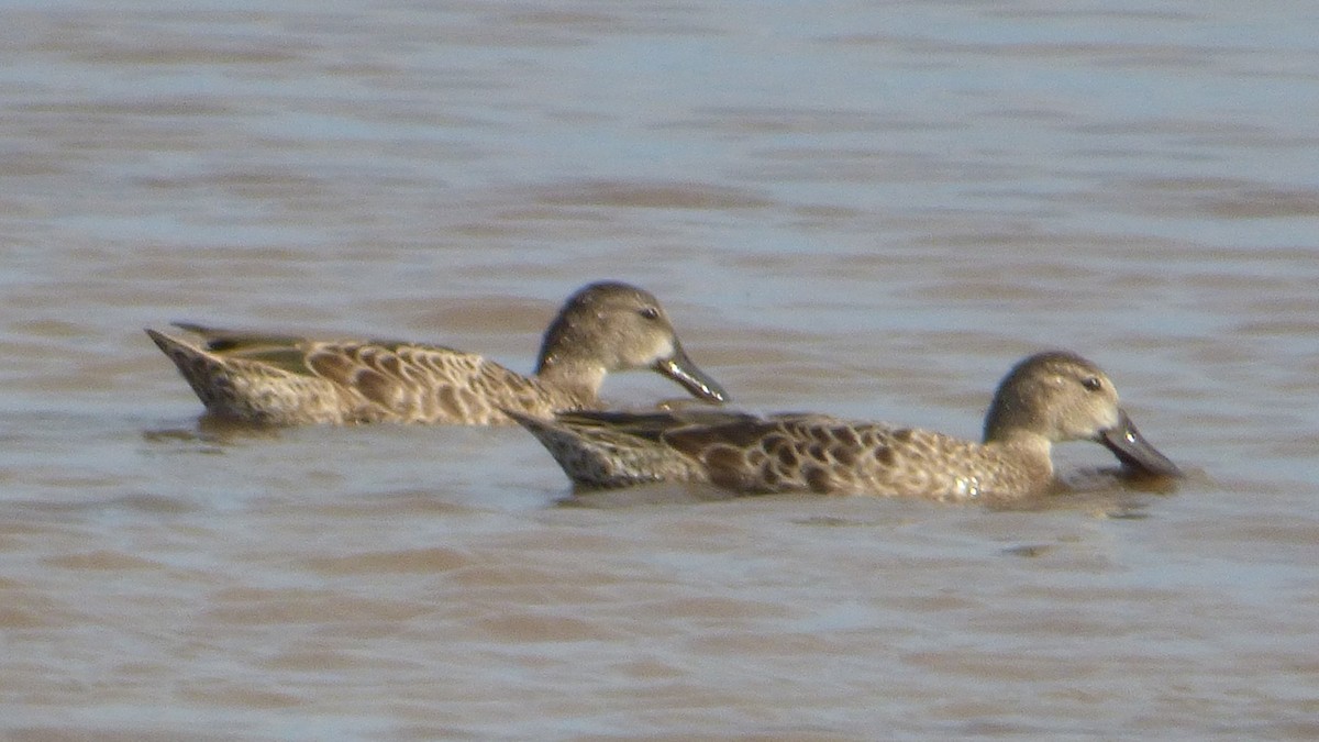 Blue-winged Teal - ML253355071