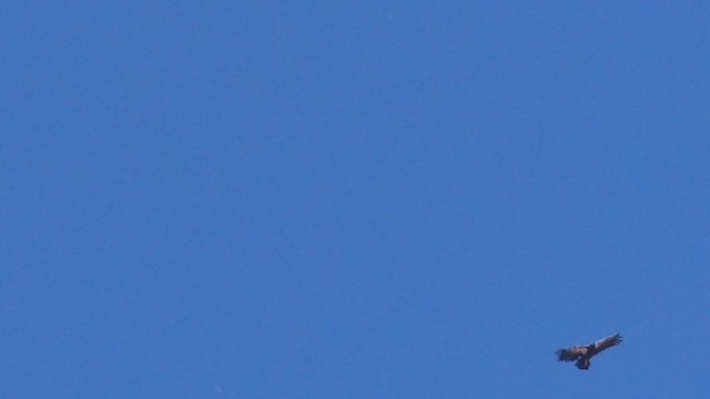 Condor de Californie - ML253357981