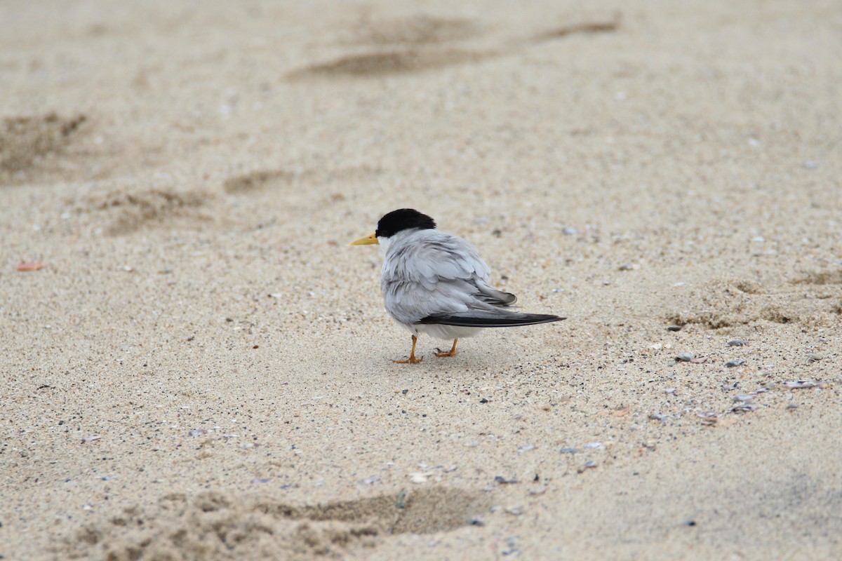 Least Tern - Patrick Sysiong
