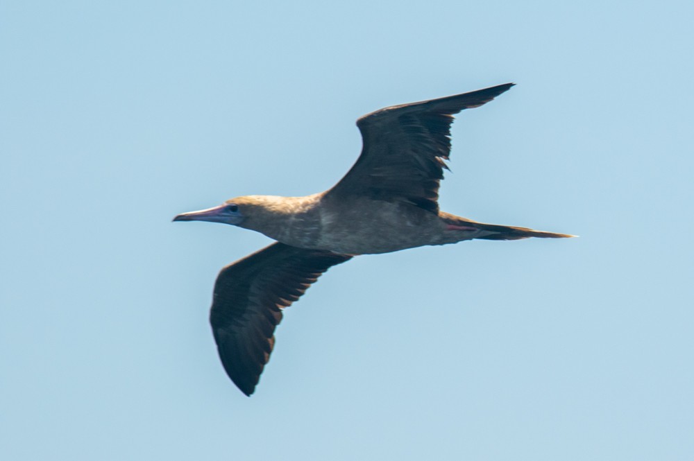 Red-footed Booby - ML253358801