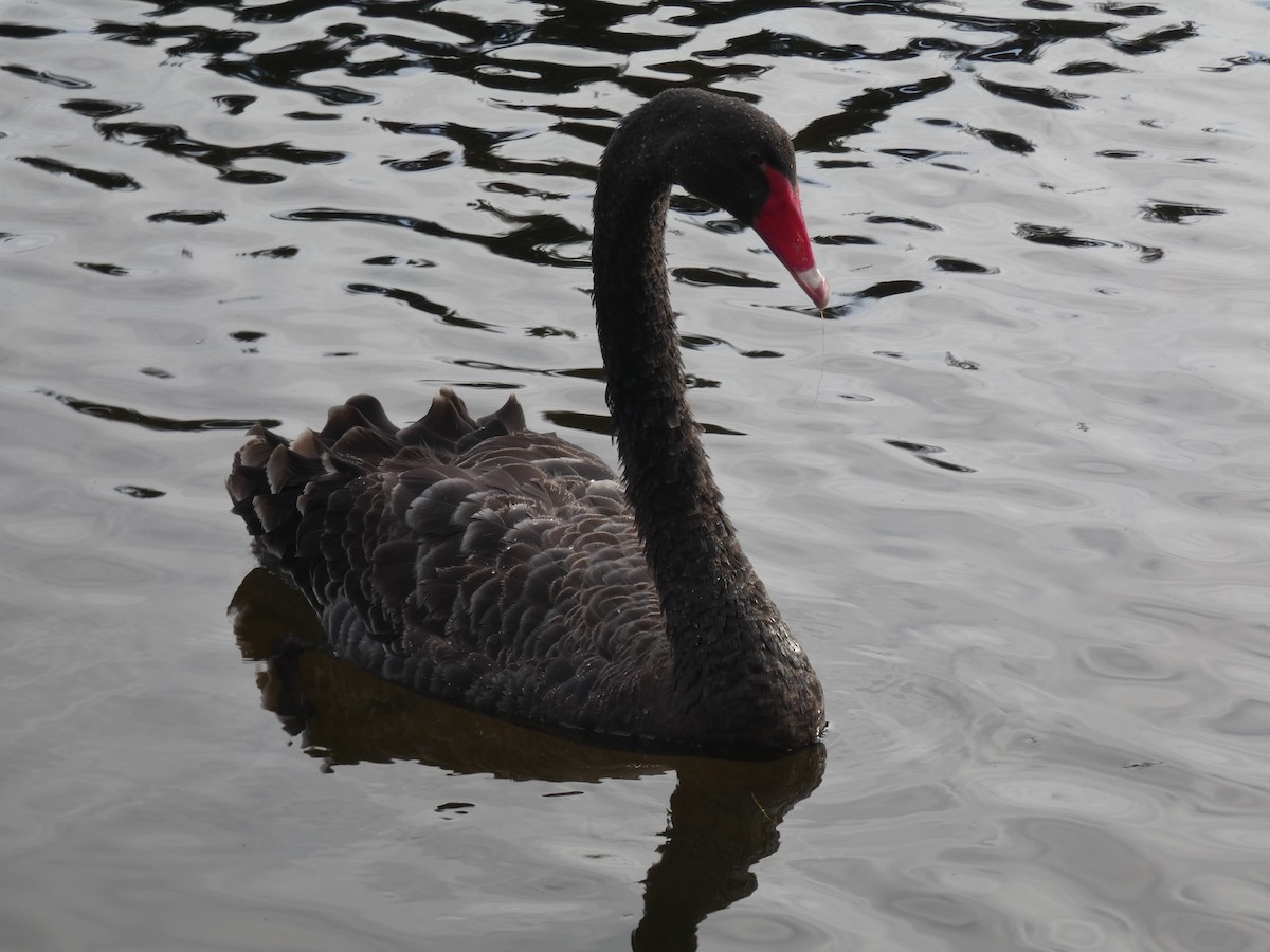 Black Swan - ML253360661