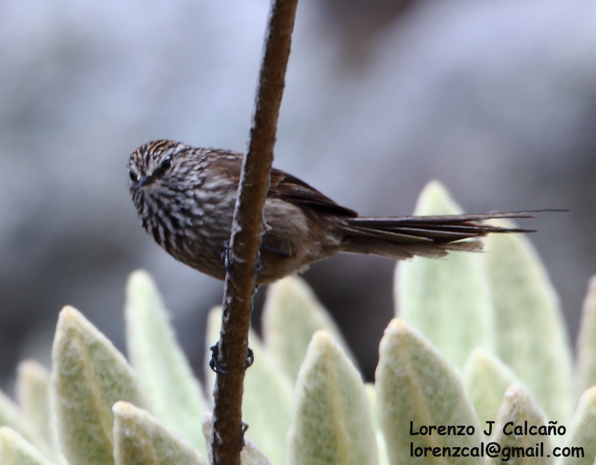 Andean Tit-Spinetail - Lorenzo Calcaño