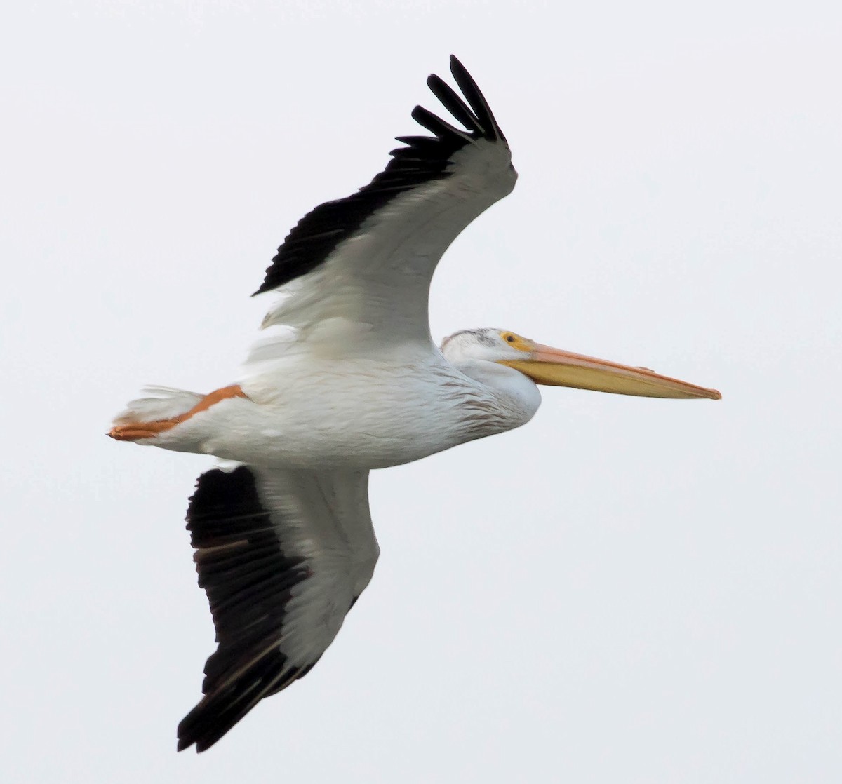 American White Pelican - Robert Bochenek