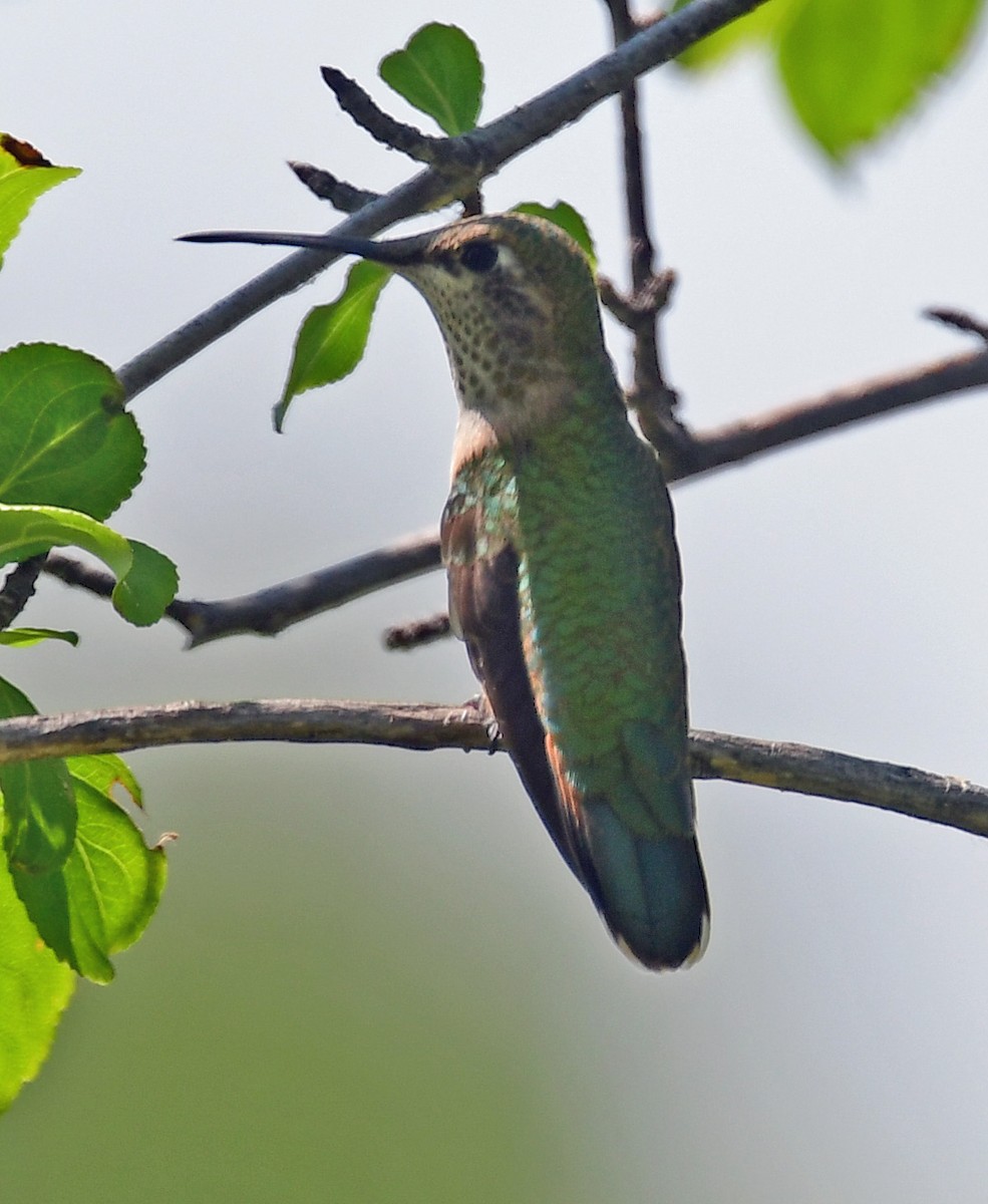 Rufous Hummingbird - Richard Taylor