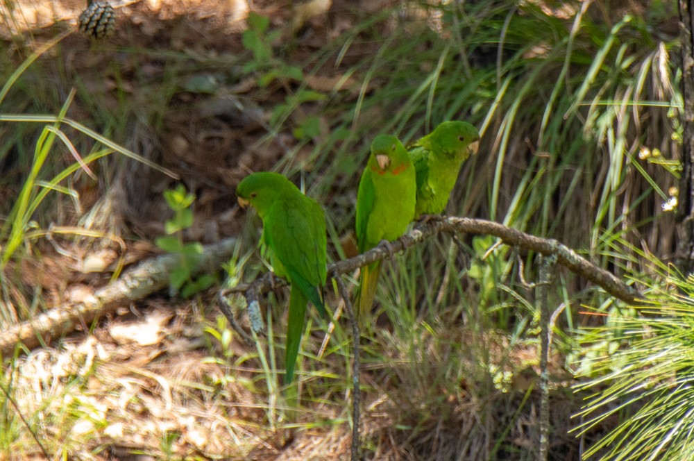 Meksika Yeşil Papağanı - ML253370151
