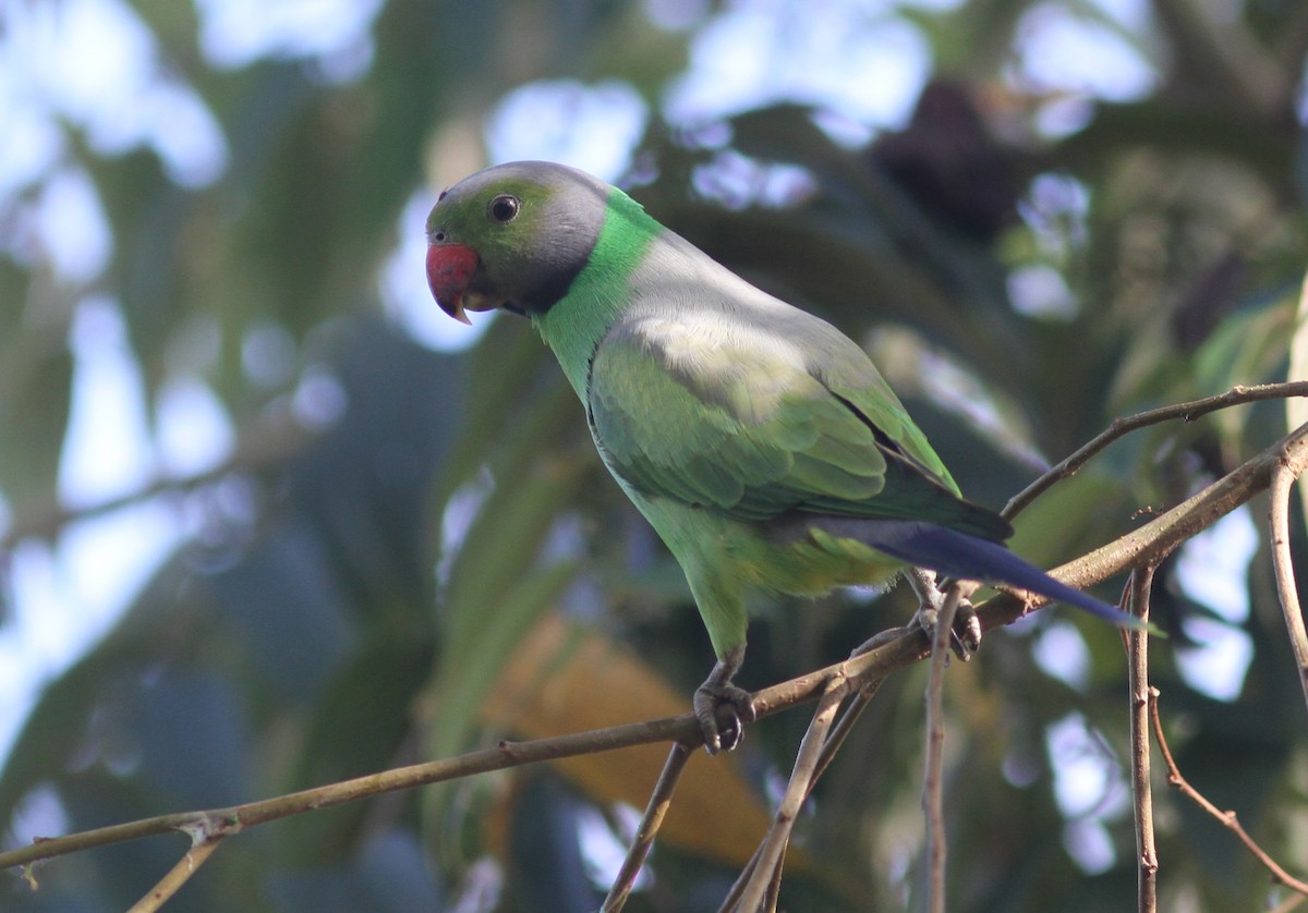 Папужець зеленошиїй - ML253374491