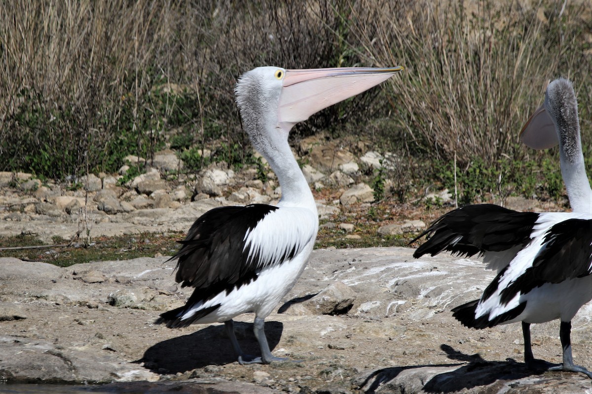 pelikán australský - ML253377491