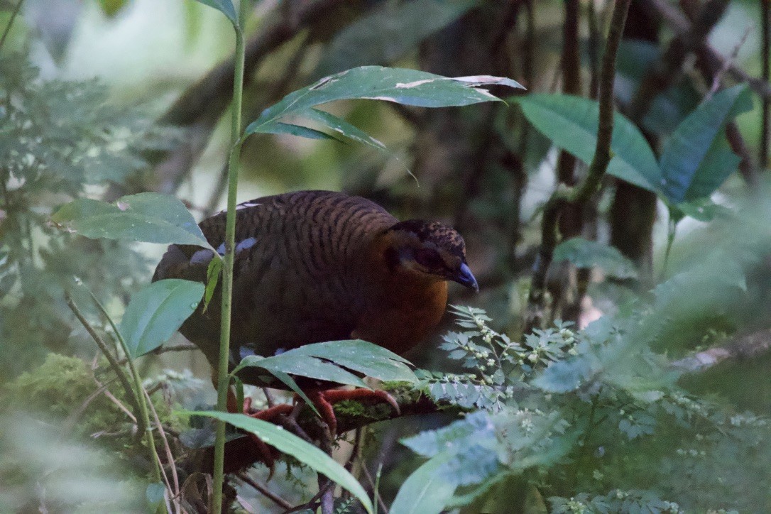 Red-breasted Partridge - ML253377901