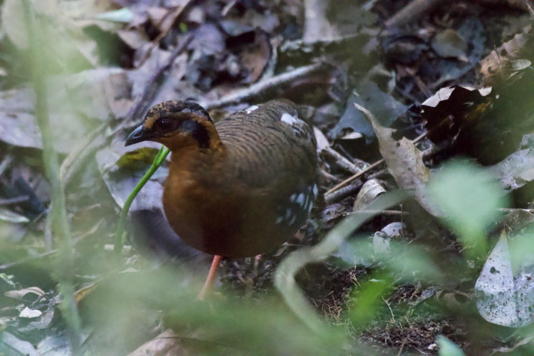 Red-breasted Partridge - ML253377921