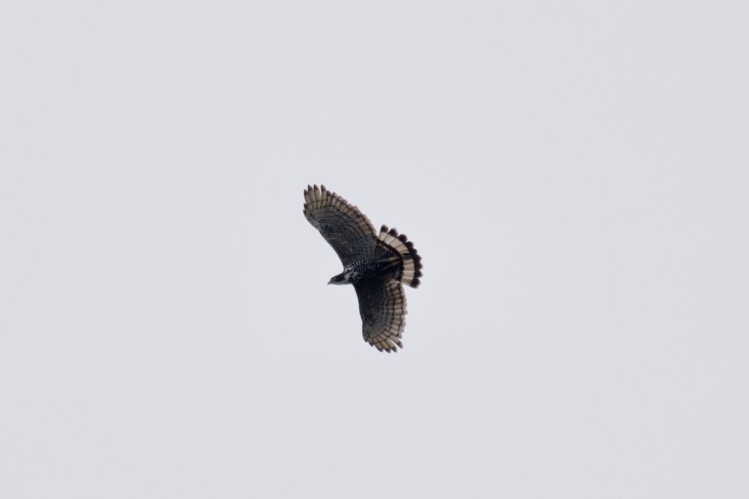 Blyth's Hawk-Eagle - Johan Bergkvist