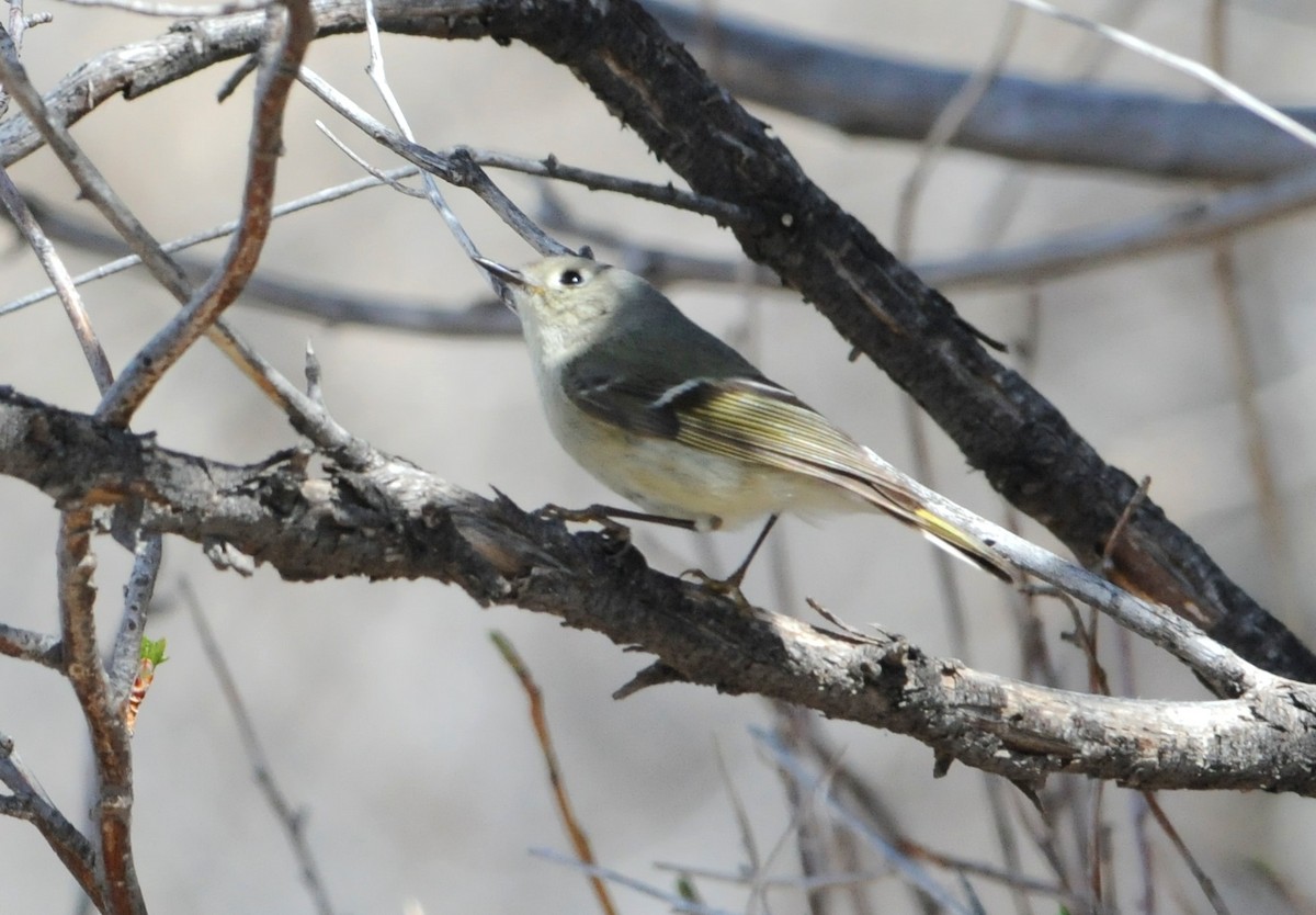 Ruby-crowned Kinglet - Sue Riffe