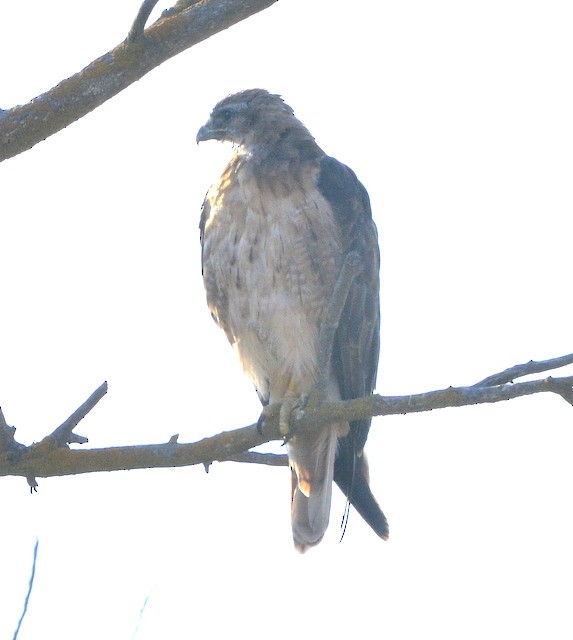 Red-tailed Hawk - ML253381251