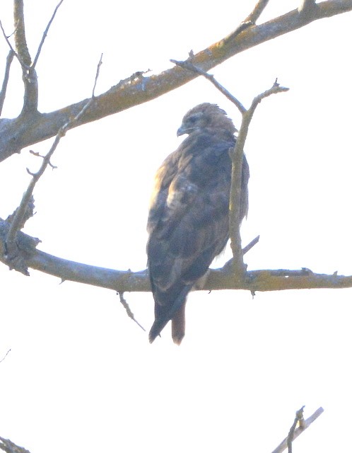 Red-tailed Hawk - ML253381261