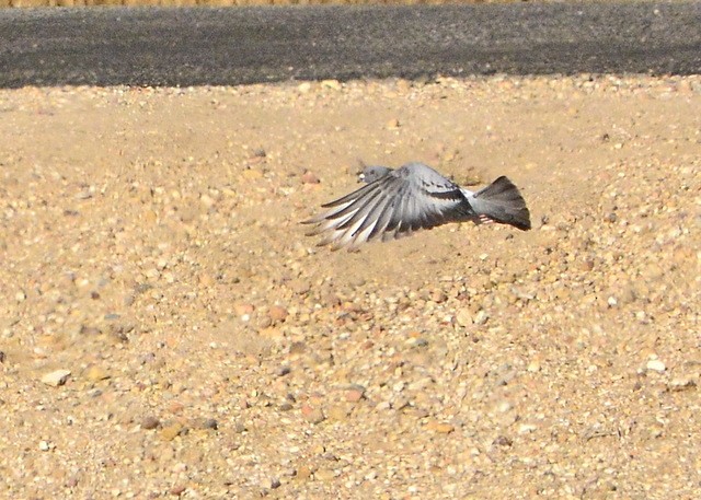 Rock Pigeon (Feral Pigeon) - ML253381421