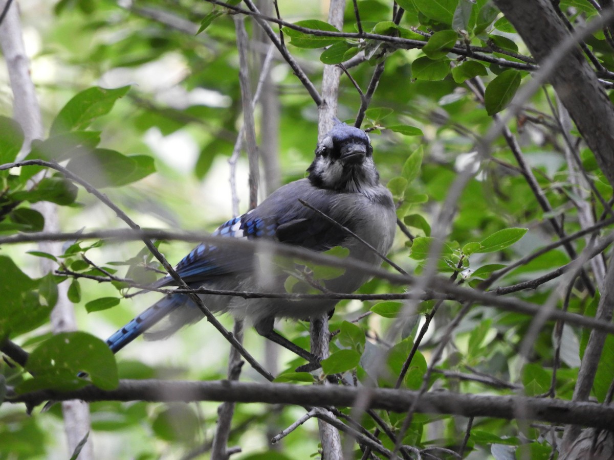 ML253381461 Blue Jay Macaulay Library