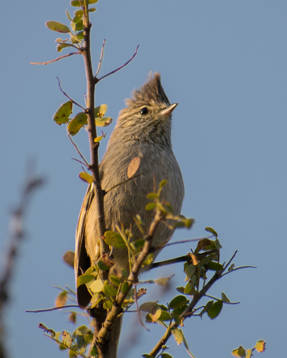 Tufted Tit-Spinetail - ML253385501