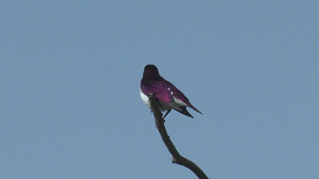 Violet-backed Starling - ML253385651