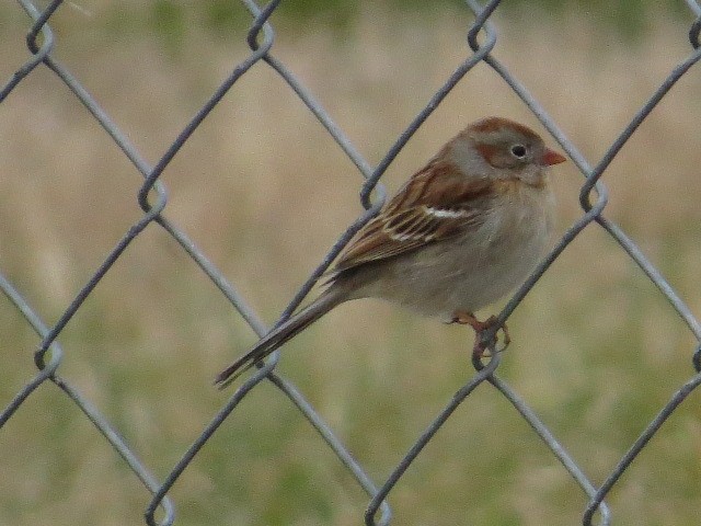 Field Sparrow - Guy McGrane