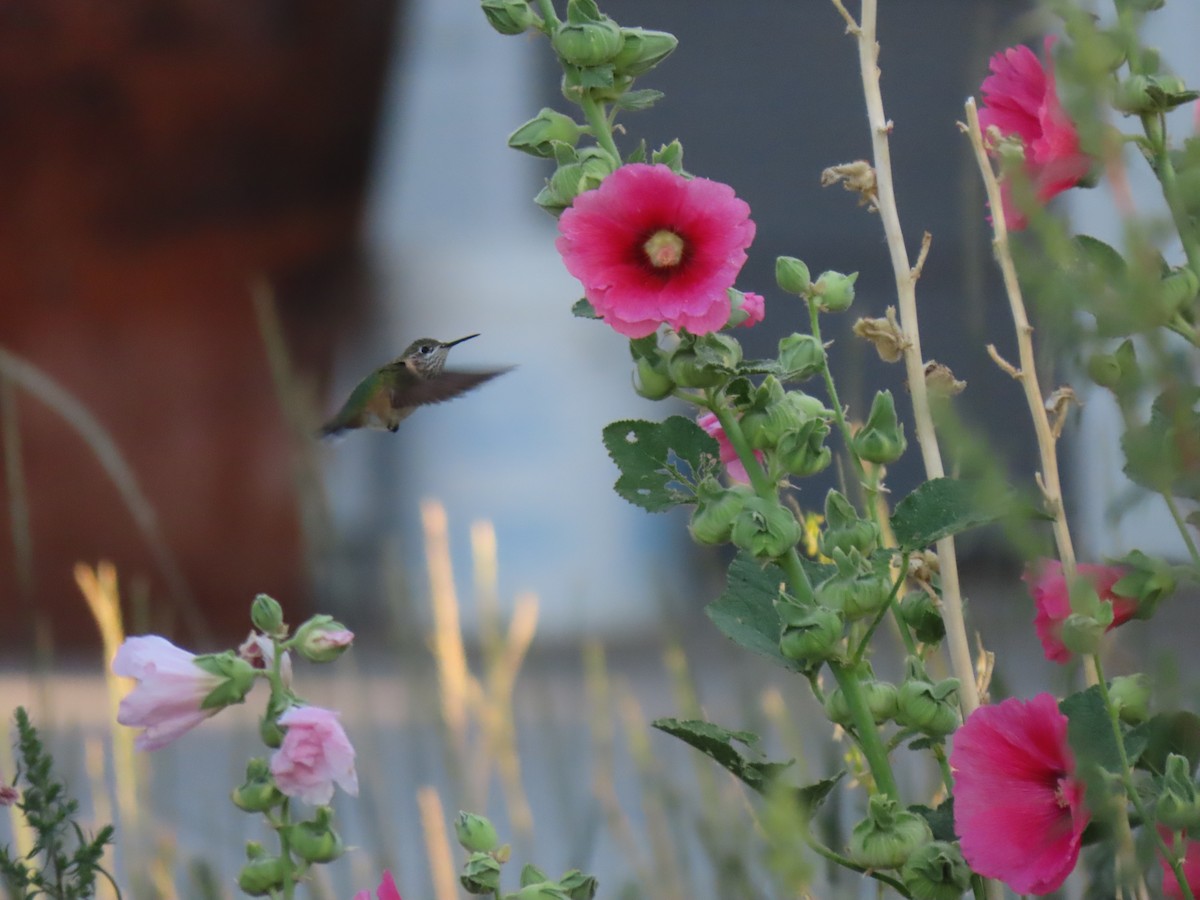 Calliope Hummingbird - ML253396101