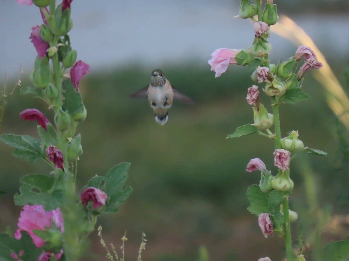 Calliope Hummingbird - ML253396521