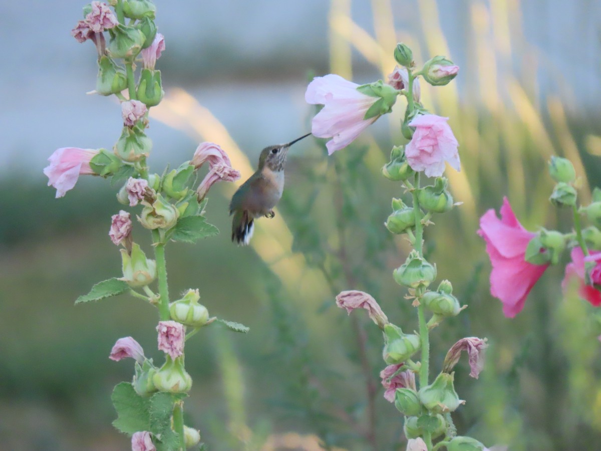 Calliope Hummingbird - ML253396721